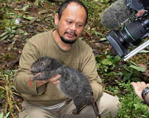 Giant Rat of Indonesia Giant Rat of Indonesia