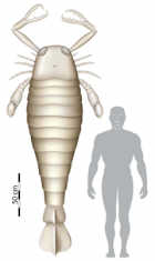 A giant scorpion for grandepublishing.com A giant scorpion for grandepublishing.com