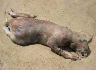 The Montauk Monster