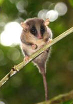 Pygmy Possum